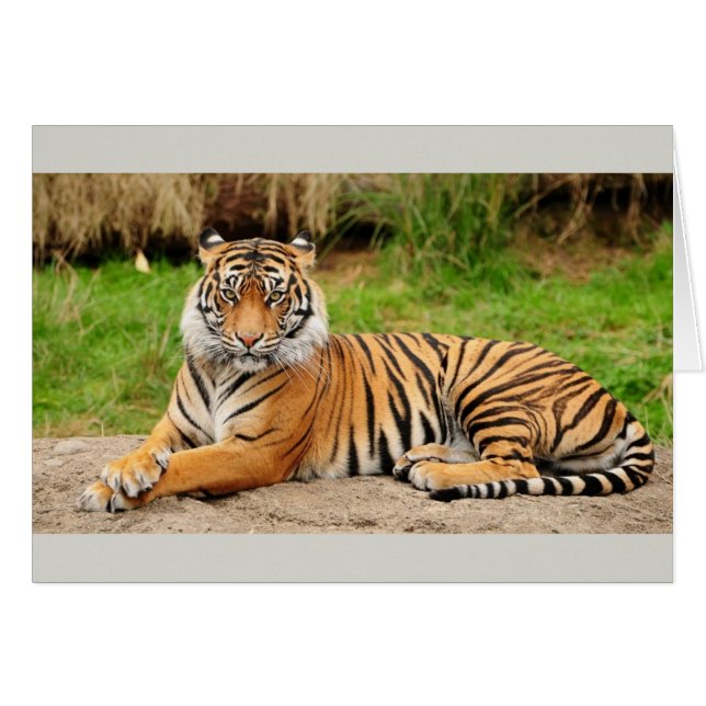 Bengal tiger OBS kort (Framsidan Horizontal)