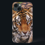 Bengal tiger, Panthera tigris<br><div class="desc">Bengal tiger,  Pantheratigris � Adam Jones/DanitaDelimont.com</div>