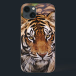 Bengal tiger, Panthera tigris<br><div class="desc">Bengal tiger,  Pantheratigris � Adam Jones/DanitaDelimont.com</div>