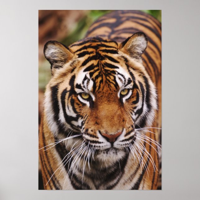 Bengal Tiger, Panthera tigris Poster (Framsidan)