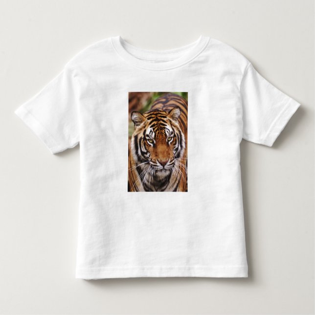 Bengal Tiger, Panthera tigris T-shirt (Framsida)