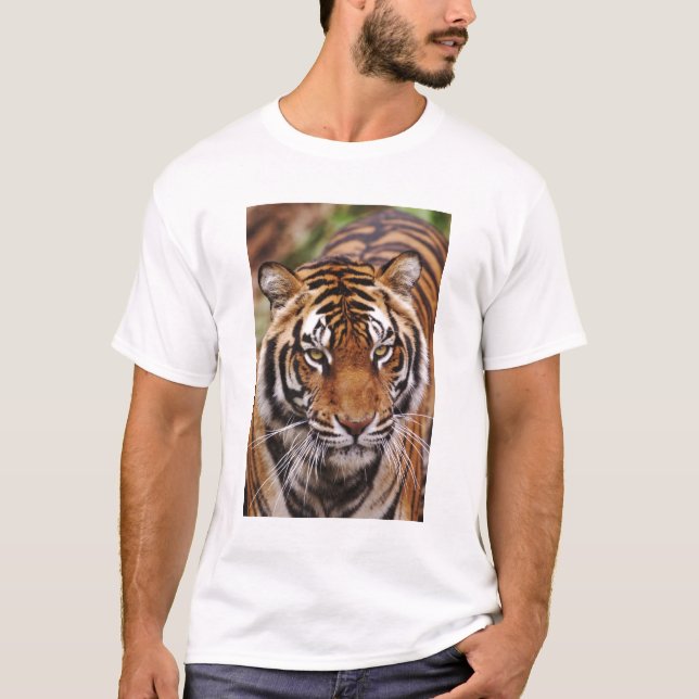 Bengal Tiger, Panthera tigris Tröja (Framsida)