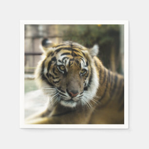 Bengal Tiger Pappersservett