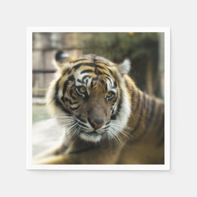 Bengal Tiger Pappersservett (Framsidan)