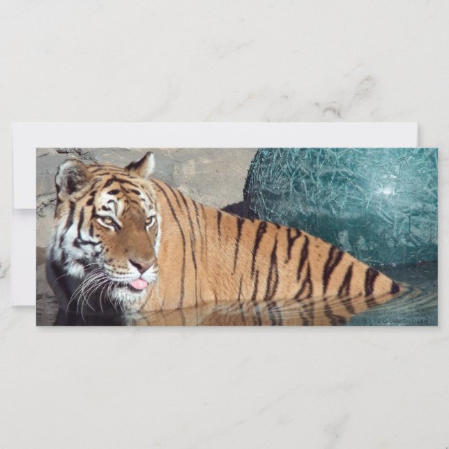 Bengal Tiger Photo Bookmark (Framsida)