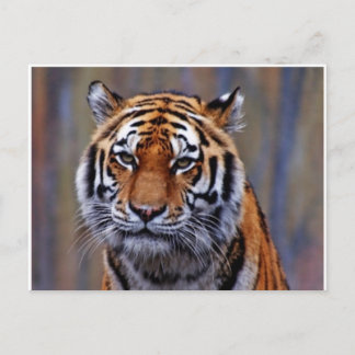 Bengal Tiger PostCard Vykort