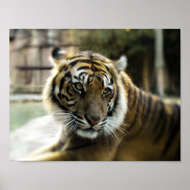Bengal Tiger Poster (Framsidan)