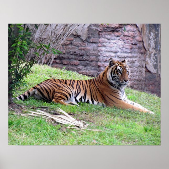 Bengal Tiger Poster (Framsidan)