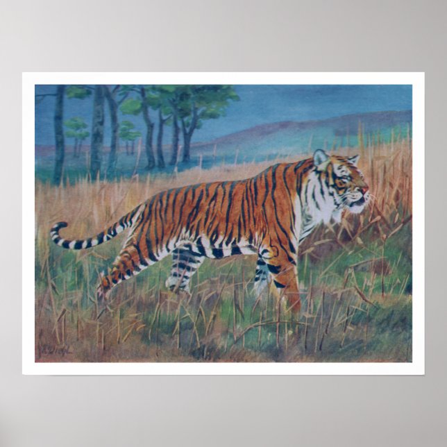Bengal Tiger Poster (Framsidan)