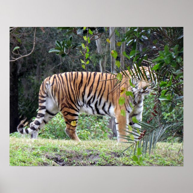 Bengal Tiger Poster (Framsidan)