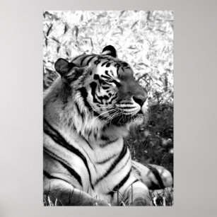 Bengal Tiger-profil i svartvitt Poster