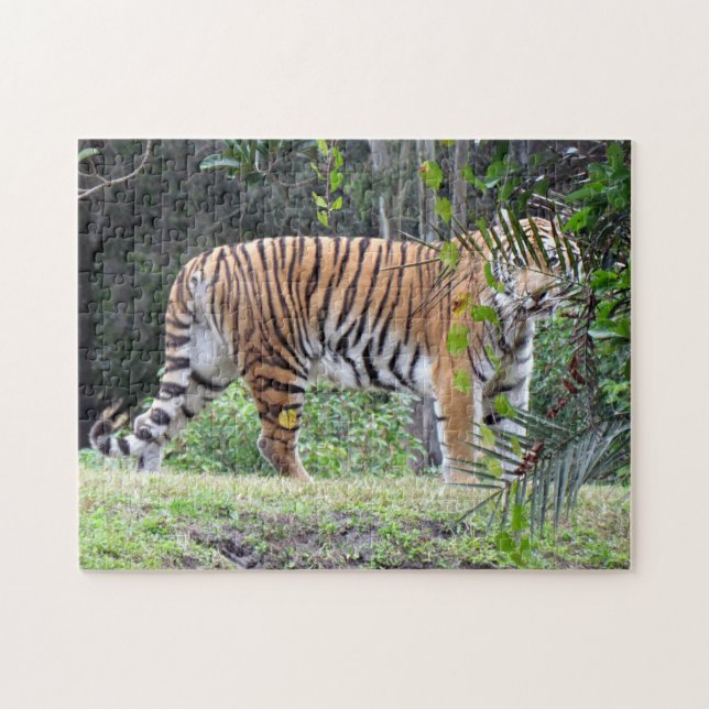 Bengal Tiger Puzzle Pussel (Horisontell)