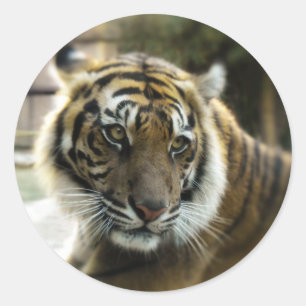 Bengal Tiger Runt Klistermärke