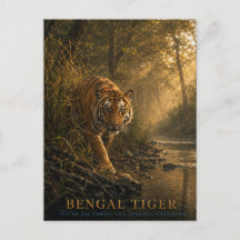 Bengal Tiger Sal Skog DJUR
