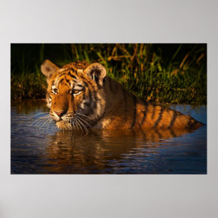 Bengal tiger som håller ögonen på dig från poster