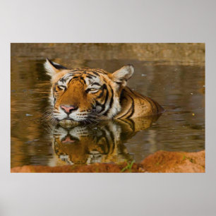 Bengal Tiger som tittar på dig från vatten poster 