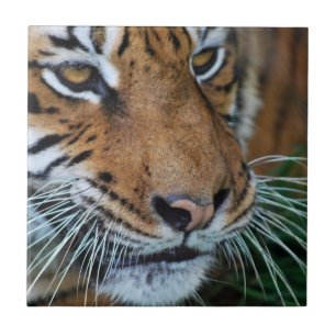 Bengal tiger tätt upp afrika kakelplatta