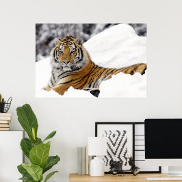 Bengal Tiger tittar på dig från snö Poster