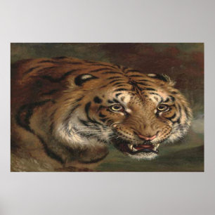 Bengal Tiger tittar på när du poster