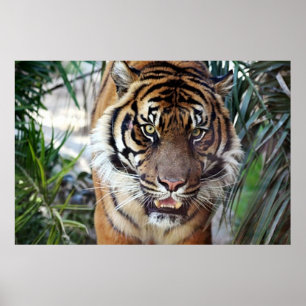 Bengal Tiger tittar på när du poster 2