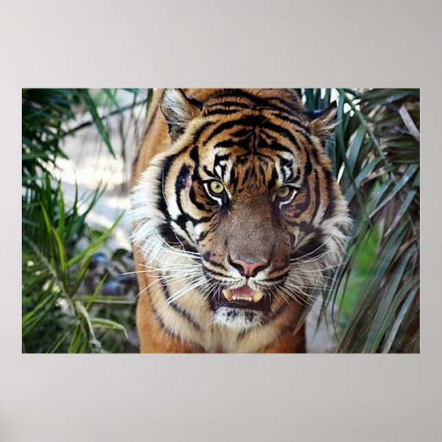 Bengal Tiger tittar på när du poster 2 (Framsidan)