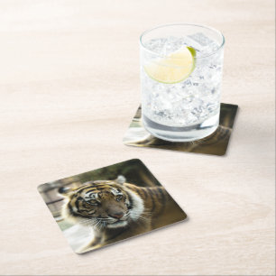 Bengal Tiger Underlägg Papper Kvadrat