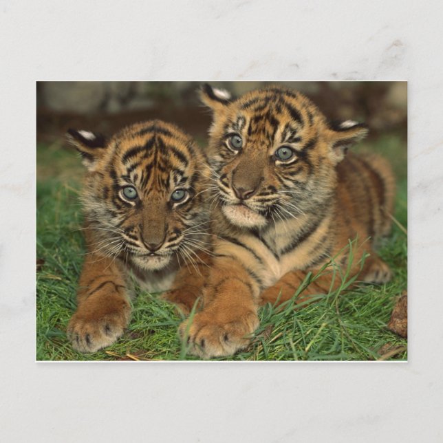 Bengal Tiger Unge Vykort (Framsida)