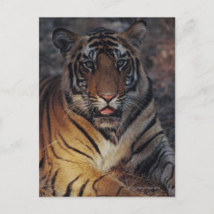 Bengal Tiger Unge Vykort