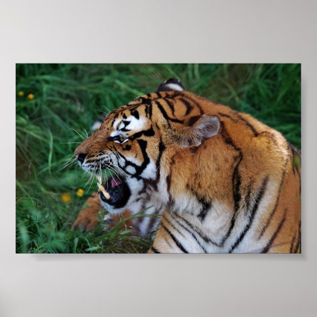 Bengal Tiger visar sina fangers Poster (Framsidan)