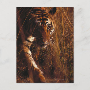 Bengal Tiger Vykort