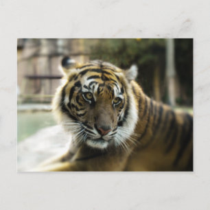 Bengal Tiger Vykort
