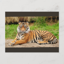 Bengal Tiger Vykort