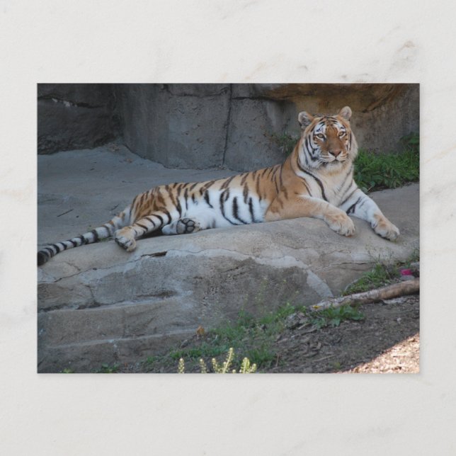 Bengal Tiger Vykort (Framsida)