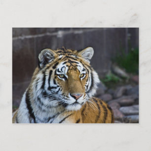 Bengal Tiger Vykort