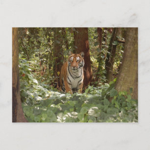 Bengal Tiger-vykort (7 x 5) Vykort