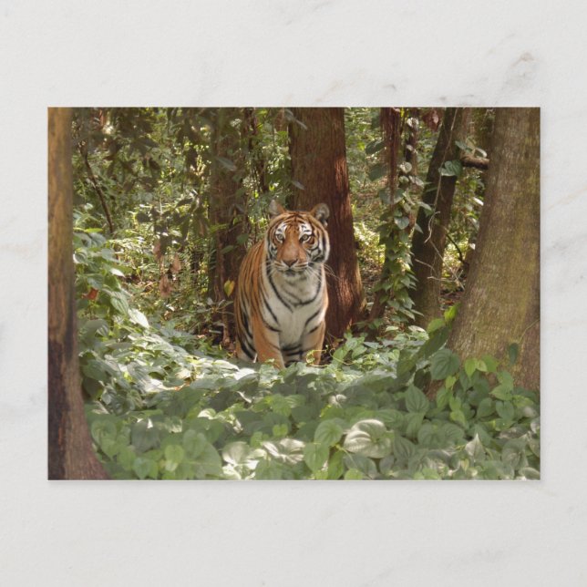 Bengal Tiger-vykort (7 x 5) Vykort (Framsida)