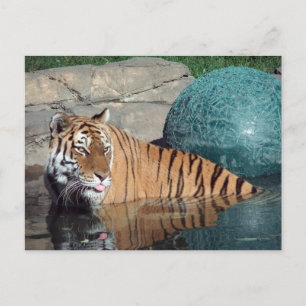 Bengal Tiger-vykort nr 1 Vykort