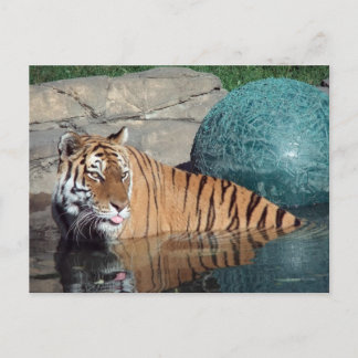 Bengal Tiger-vykort nr 1 Vykort