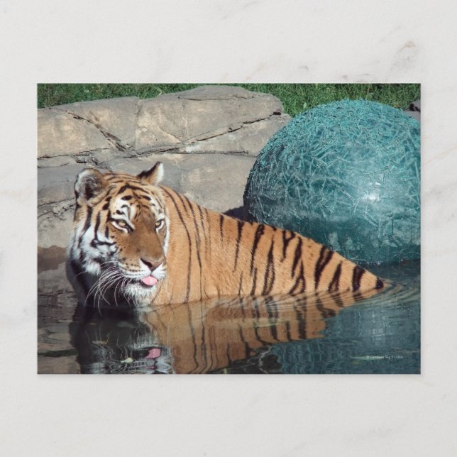 Bengal Tiger-vykort nr 1 Vykort (Framsida)