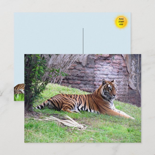 Bengal Tiger-vykort Vykort (Fram/baksida)