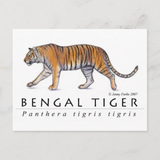 Bengal Tiger-vykort Vykort