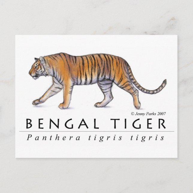 Bengal Tiger-vykort Vykort (Framsida)