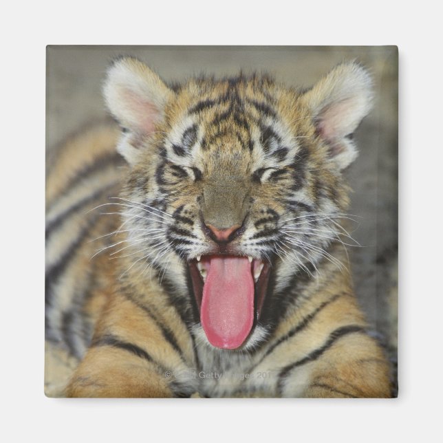 Bengal tiger yawning magnet (Framsidan)