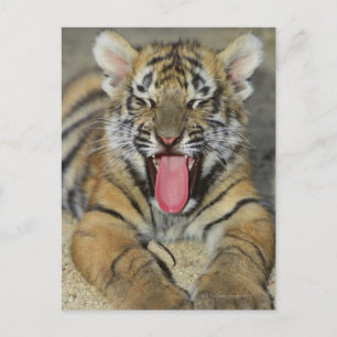 Bengal tiger yawning vykort