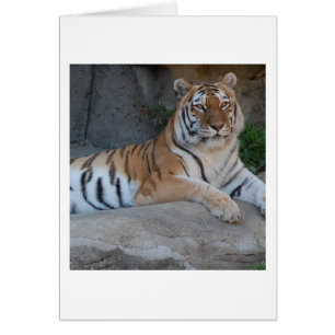 Bengal Tigers Hälsningskort
