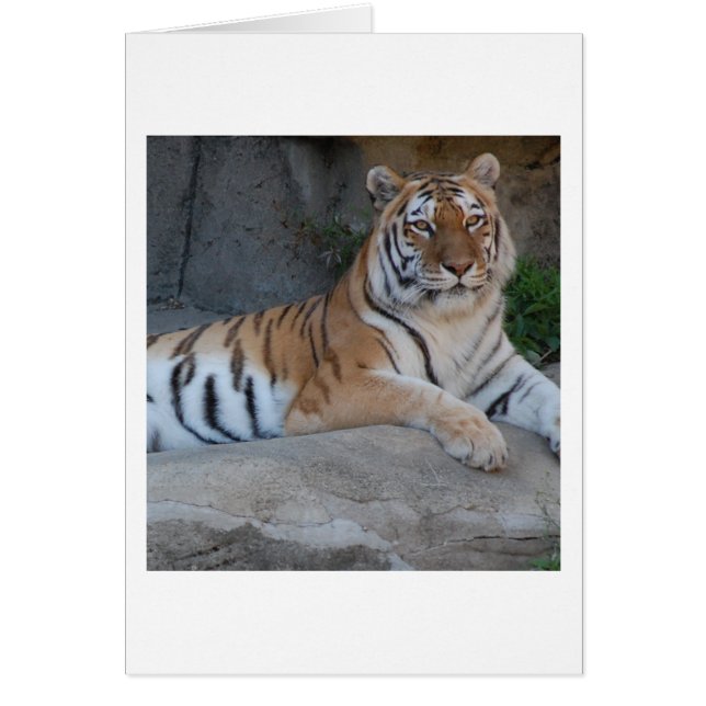 Bengal Tigers Hälsningskort (Framsidan)