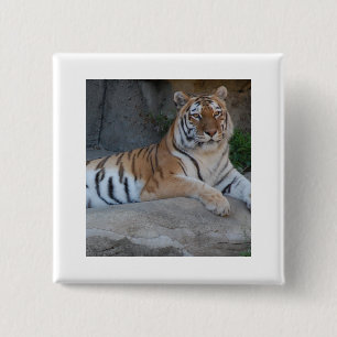 Bengal Tigers Knapp