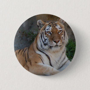 Bengal Tigers Knapp