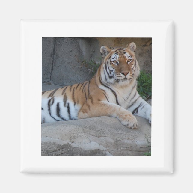 Bengal Tigers Magnet (Framsidan)