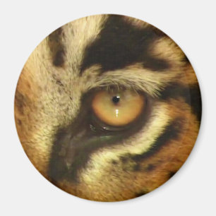 Bengal Tiger's Öga Wildlife Big Cat Älskare Photo Magnet